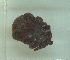 ( - NMNH-2022-033-B04)  @11 [ ] No Rights Reserved (2022) Yvonne Linton Smithsonian Institution National Museum of Natural History