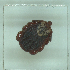  ( - NMNH-2022-033-B06)  @11 [ ] No Rights Reserved (2022) Yvonne Linton Smithsonian Institution National Museum of Natural History