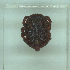  ( - NMNH-2022-033-B06)  @11 [ ] No Rights Reserved (2022) Yvonne Linton Smithsonian Institution National Museum of Natural History