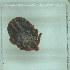  ( - NMNH-2022-033-D07)  @11 [ ] No Rights Reserved (2022) Yvonne Linton Smithsonian Institution National Museum of Natural History
