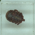  ( - NMNH-2022-033-D07)  @11 [ ] No Rights Reserved (2022) Yvonne Linton Smithsonian Institution National Museum of Natural History