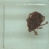  ( - NMNH-2022-034-E09)  @11 [ ] No Rights Reserved (2022) Yvonne Linton Smithsonian Institution National Museum of Natural History