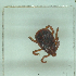  ( - NMNH-2022-034-E11)  @11 [ ] No Rights Reserved (2022) Yvonne Linton Smithsonian Institution National Museum of Natural History