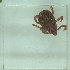  ( - NMNH-2022-034-E11)  @11 [ ] No Rights Reserved (2022) Yvonne Linton Smithsonian Institution National Museum of Natural History