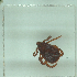  ( - NMNH-2022-034-E12)  @11 [ ] No Rights Reserved (2022) Yvonne Linton Smithsonian Institution National Museum of Natural History