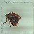  ( - NMNH-2022-034-F01)  @11 [ ] No Rights Reserved (2022) Yvonne Linton Smithsonian Institution National Museum of Natural History