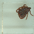  ( - NMNH-2022-034-F01)  @11 [ ] No Rights Reserved (2022) Yvonne Linton Smithsonian Institution National Museum of Natural History