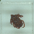  ( - NMNH-2022-034-F07)  @11 [ ] No Rights Reserved (2022) Yvonne Linton Smithsonian Institution National Museum of Natural History