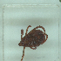  ( - NMNH-2022-034-F08)  @11 [ ] No Rights Reserved (2022) Yvonne Linton Smithsonian Institution National Museum of Natural History