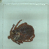  ( - NMNH-2022-036-B07)  @11 [ ] No Rights Reserved (2022) Yvonne Linton Smithsonian Institution National Museum of Natural History