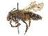  (Andrena angustella - CCDB-37881-A01)  @11 [ ] CreativeCommons - Attribution Share - Alike (2024) CBG Photography Group Centre for Biodiversity Genomics