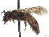  (Andrena anisochlora - CCDB-37881-A02)  @11 [ ] CreativeCommons - Attribution Share - Alike (2024) CBG Photography Group Centre for Biodiversity Genomics