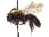  (Andrena anograe - CCDB-37881-A03)  @11 [ ] CreativeCommons - Attribution Share - Alike (2024) CBG Photography Group Centre for Biodiversity Genomics