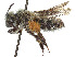  ( - CCDB-37881-A04)  @11 [ ] CreativeCommons - Attribution Share - Alike (2024) CBG Photography Group Centre for Biodiversity Genomics