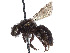  (Andrena blaisdelli - CCDB-37881-A08)  @11 [ ] CreativeCommons - Attribution Share - Alike (2024) CBG Photography Group Centre for Biodiversity Genomics