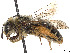  (Andrena braccata - CCDB-37881-A09)  @11 [ ] CreativeCommons - Attribution Share - Alike (2024) CBG Photography Group Centre for Biodiversity Genomics