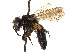  (Andrena bruneri - CCDB-37881-A10)  @11 [ ] CreativeCommons - Attribution Share - Alike (2024) CBG Photography Group Centre for Biodiversity Genomics
