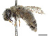  (Andrena capricornis - CCDB-37881-B01)  @11 [ ] CreativeCommons - Attribution Share - Alike (2024) CBG Photography Group Centre for Biodiversity Genomics