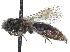  (Andrena chalybaea - CCDB-37881-B02)  @11 [ ] CreativeCommons - Attribution Share - Alike (2024) CBG Photography Group Centre for Biodiversity Genomics