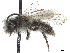  (Andrena chalybioides - CCDB-37881-B03)  @11 [ ] CreativeCommons - Attribution Share - Alike (2024) CBG Photography Group Centre for Biodiversity Genomics