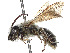  (Andrena cheyennorum - CCDB-37881-B04)  @11 [ ] CreativeCommons - Attribution Share - Alike (2024) CBG Photography Group Centre for Biodiversity Genomics