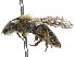  (Andrena chlorura - CCDB-37881-B06)  @11 [ ] CreativeCommons - Attribution Share - Alike (2024) CBG Photography Group Centre for Biodiversity Genomics