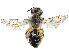  (Andrena concinnula - CCDB-37881-B07)  @11 [ ] CreativeCommons - Attribution Share - Alike (2024) CBG Photography Group Centre for Biodiversity Genomics