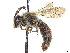  (Andrena cragini - CCDB-37881-B08)  @11 [ ] CreativeCommons - Attribution Share - Alike (2024) CBG Photography Group Centre for Biodiversity Genomics