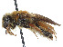  (Andrena flexa - CCDB-37881-C02)  @11 [ ] CreativeCommons - Attribution Share - Alike (2024) CBG Photography Group Centre for Biodiversity Genomics