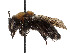  (Andrena hallii - CCDB-37881-C03)  @11 [ ] CreativeCommons - Attribution Share - Alike (2024) CBG Photography Group Centre for Biodiversity Genomics