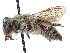  (Andrena monilicornis - CCDB-37881-C04)  @11 [ ] CreativeCommons - Attribution Share - Alike (2024) CBG Photography Group Centre for Biodiversity Genomics