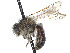  (Andrena nevadensis - CCDB-37881-C05)  @11 [ ] CreativeCommons - Attribution Share - Alike (2024) CBG Photography Group Centre for Biodiversity Genomics