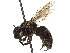  (Andrena nigra - CCDB-37881-C06)  @11 [ ] CreativeCommons - Attribution Share - Alike (2024) CBG Photography Group Centre for Biodiversity Genomics