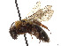  (Andrena nigroclypeata - CCDB-37881-C08)  @11 [ ] CreativeCommons - Attribution Share - Alike (2024) CBG Photography Group Centre for Biodiversity Genomics