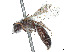  (Andrena papagorum - CCDB-37881-C11)  @11 [ ] CreativeCommons - Attribution Share - Alike (2024) CBG Photography Group Centre for Biodiversity Genomics