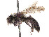  (Andrena pensilis - CCDB-37881-C12)  @11 [ ] CreativeCommons - Attribution Share - Alike (2024) CBG Photography Group Centre for Biodiversity Genomics