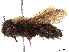  (Andrena perimelas - CCDB-37881-D01)  @11 [ ] CreativeCommons - Attribution Share - Alike (2024) CBG Photography Group Centre for Biodiversity Genomics