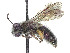  (Andrena phaceliae - CCDB-37881-D02)  @11 [ ] CreativeCommons - Attribution Share - Alike (2024) CBG Photography Group Centre for Biodiversity Genomics