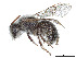  (Andrena primulifrons - CCDB-37881-D06)  @11 [ ] CreativeCommons - Attribution Share - Alike (2024) CBG Photography Group Centre for Biodiversity Genomics