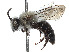  (Andrena rozeni - CCDB-37881-D07)  @11 [ ] CreativeCommons - Attribution Share - Alike (2024) CBG Photography Group Centre for Biodiversity Genomics