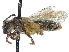  (Andrena salictaria - CCDB-37881-D09)  @11 [ ] CreativeCommons - Attribution Share - Alike (2024) CBG Photography Group Centre for Biodiversity Genomics