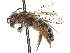  (Andrena scutellinitens - CCDB-37881-D10)  @11 [ ] CreativeCommons - Attribution Share - Alike (2024) CBG Photography Group Centre for Biodiversity Genomics