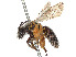  (Andrena segregans - CCDB-37881-D11)  @11 [ ] CreativeCommons - Attribution Share - Alike (2024) CBG Photography Group Centre for Biodiversity Genomics
