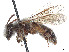  (Andrena suavis - CCDB-37881-E02)  @11 [ ] CreativeCommons - Attribution Share - Alike (2024) CBG Photography Group Centre for Biodiversity Genomics