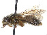  (Andrena subaustralis - CCDB-37881-E03)  @11 [ ] CreativeCommons - Attribution Share - Alike (2024) CBG Photography Group Centre for Biodiversity Genomics