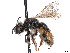 (Andrena subchalybea - CCDB-37881-E04)  @11 [ ] CreativeCommons - Attribution Share - Alike (2024) CBG Photography Group Centre for Biodiversity Genomics