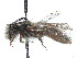  (Andrena subdepressa - CCDB-37881-E05)  @11 [ ] CreativeCommons - Attribution Share - Alike (2024) CBG Photography Group Centre for Biodiversity Genomics