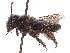  (Andrena submaura - CCDB-37881-E06)  @11 [ ] CreativeCommons - Attribution Share - Alike (2024) CBG Photography Group Centre for Biodiversity Genomics