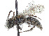  (Andrena submoesta - CCDB-37881-E07)  @11 [ ] CreativeCommons - Attribution Share - Alike (2024) CBG Photography Group Centre for Biodiversity Genomics