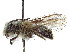  (Andrena subtilis - CCDB-37881-E08)  @11 [ ] CreativeCommons - Attribution Share - Alike (2024) CBG Photography Group Centre for Biodiversity Genomics